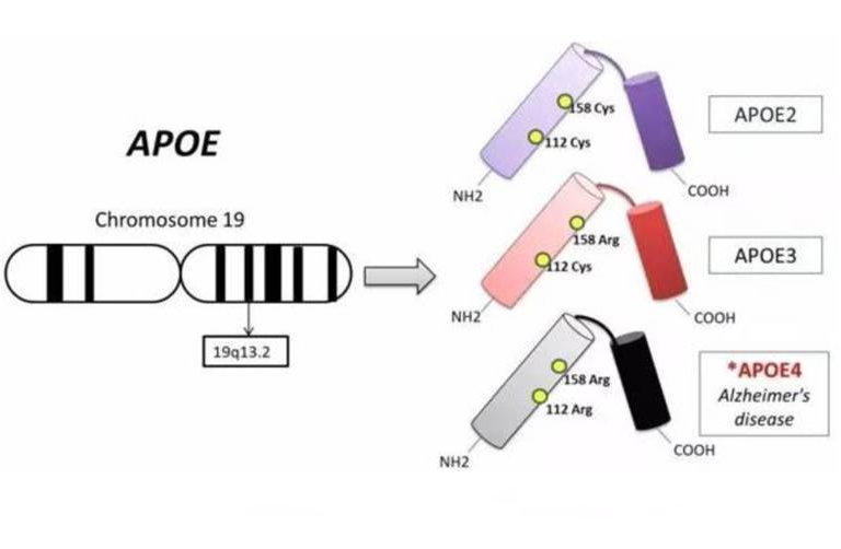 Apoe基因分型检测